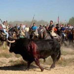 Los veterinarios confirman que las neuronas de los mozos de Tordesillas no sufren