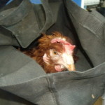 Intenta devolver la gallina que robó en 2010 y le caen otros cuatro años