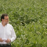 Solo un 27’3 % de las alcachofas españolas cree que votará al PP