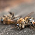 La escasez de abejas para polinizar los voltios aumentará otro 57% el recibo de la luz en España