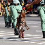 Tercer caso de explosión espontánea de testículos por exceso de españolidad durante el 12-O